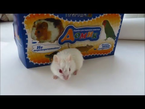 Джунгарик-альбинос Jungar hamster: Unboxing