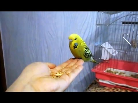 Волнистый попугай Кеша - совсем ручной волнистик