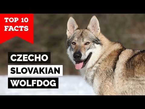 Czechoslovakian Wolfdog - Top 10 Facts