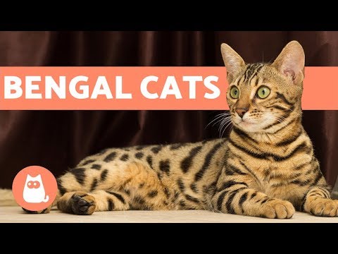 Bengal Cat – Characteristics and Character