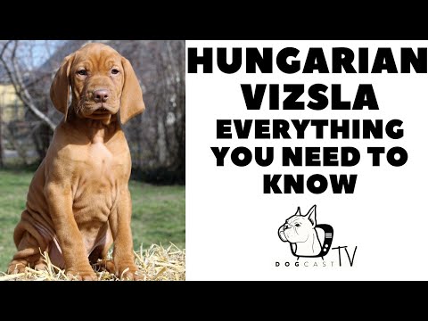 Hungarian Vizsla - Everything You need to know! Vizsla dog breed info! Dogcasttv!