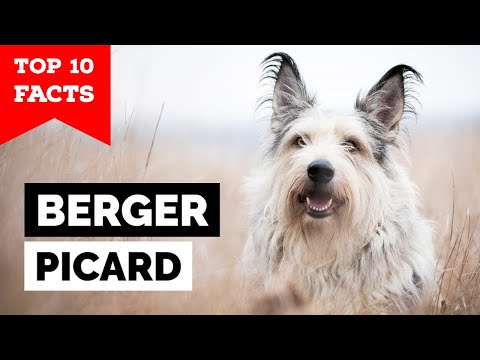 Berger Picard - Top 10 Facts