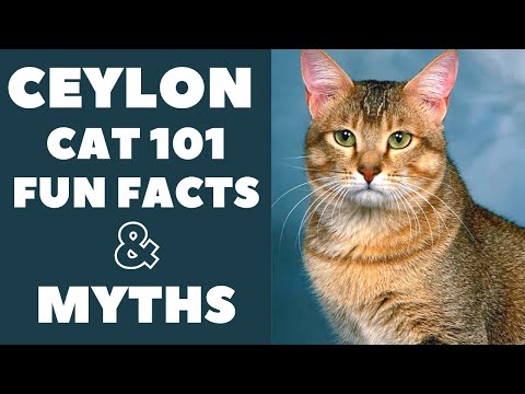 Ceylon Cats 101 : Fun Facts &amp; Myths
