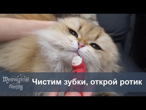 🧶 Чистим зубы кошке за 3 минуты