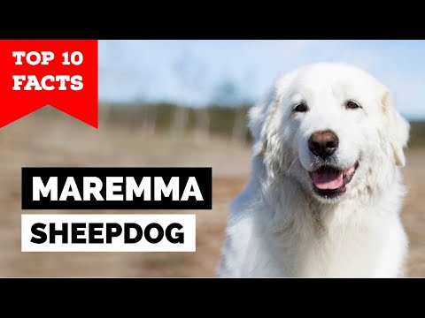 Maremma Sheepdog - Top 10 Facts