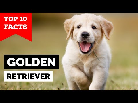 Golden Retriever - Top 10 Facts