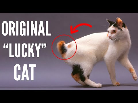 Japanese Bobtail : Top 10 Facts About Japanese Bobtail Cats That Will Leave You Amazed
