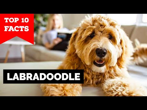 Labradoodle - Top 10 Facts