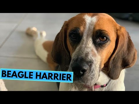 Beagle Harrier - TOP 10 Interesting Facts