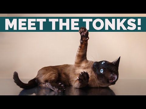 Tonkinese Cats 101: Personality, History, Behavior And Health