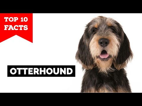 Otterhound - Top 10 Facts