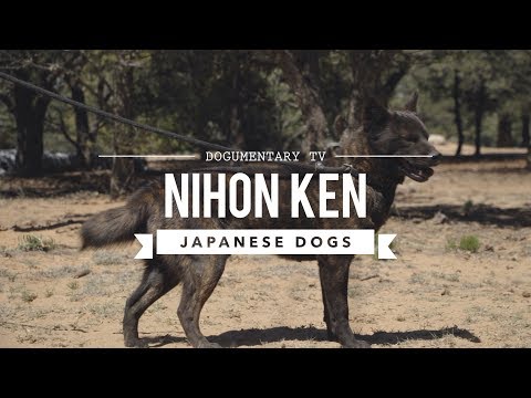 JAPAN&#039;S RARE DOG BREEDS - NIHON KEN