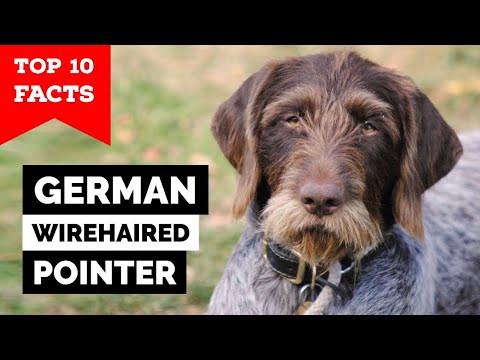 German Wirehaired Pointer - Top 10 Facts