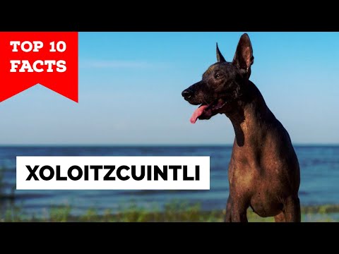 Xoloitzcuintli - Top 10 Facts