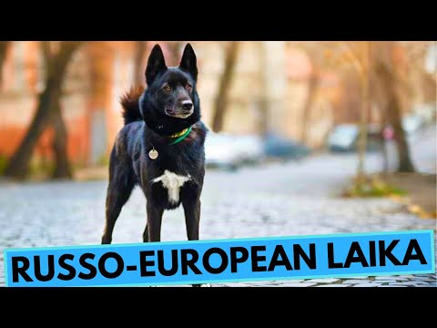Russo European Laika - TOP 10 Interesting Facts