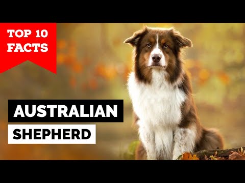 Australian Shepherd - Top 10 Facts