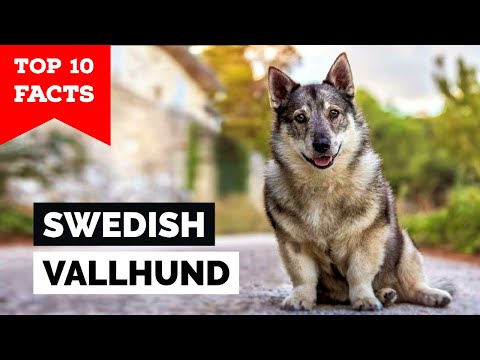 Swedish Vallhund - Top 10 Facts