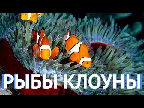 Морской рифовый аквариум - Рыбы клоуны