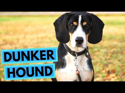 Dunker - TOP 10 Interesting Facts - Norwegian Hound