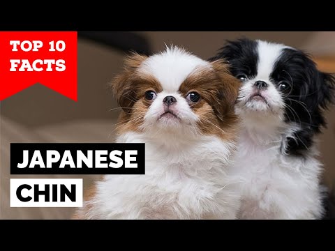 Japanese Chin - Top 10 Facts