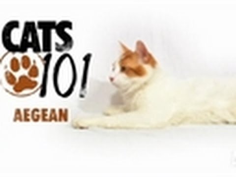 Aegean | Cats 101