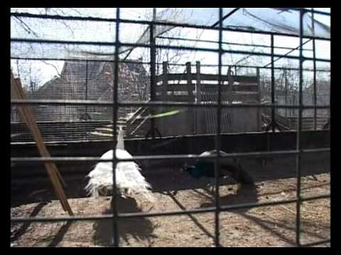 Выращивание фазанов. Живой дом серия 59