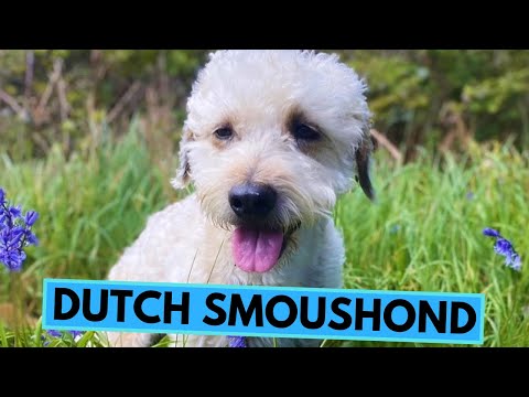 Dutch Smoushond - TOP 10 Interesting Facts