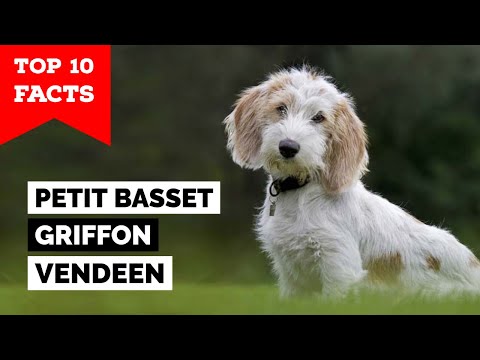Petit Basset Griffon Vendeen - Top 10 Facts
