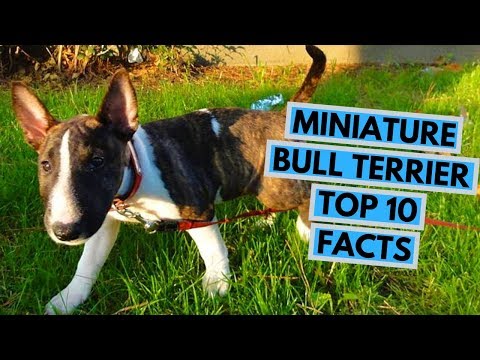 Miniature Bull Terrier - TOP 10 Interesting Facts