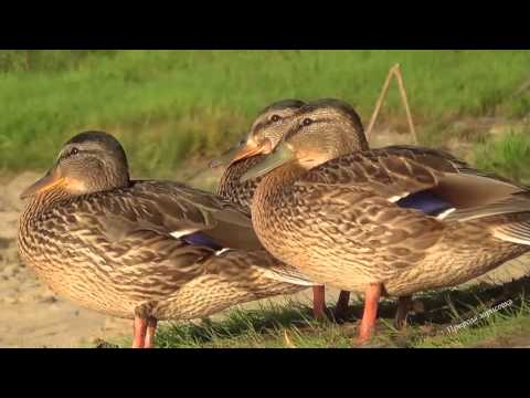 Утки на реке в природных условиях | Wild ducks on the water |