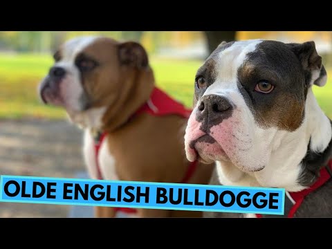 Olde English Bulldogge - TOP 10 Interesting Facts