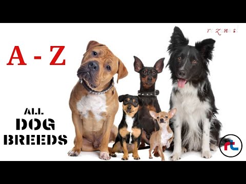 ALL DOG BREEDS IN THE WORLD ( A - Z ) with images &quot;Types Of Dogs&quot;