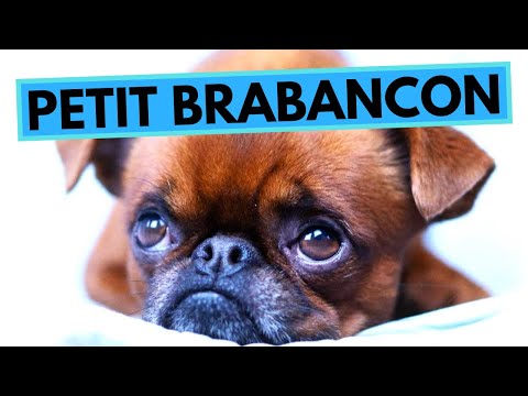 Petit Brabancon - TOP 10 Interesting Facts