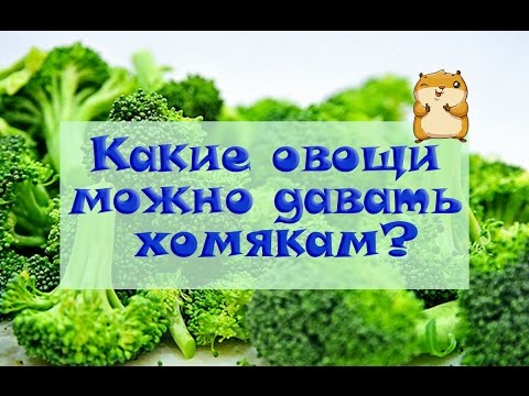 Какие овощи можно давать хомякам? | Питание хомяков ★