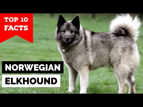 Norwegian Elkhound - Top 10 Facts