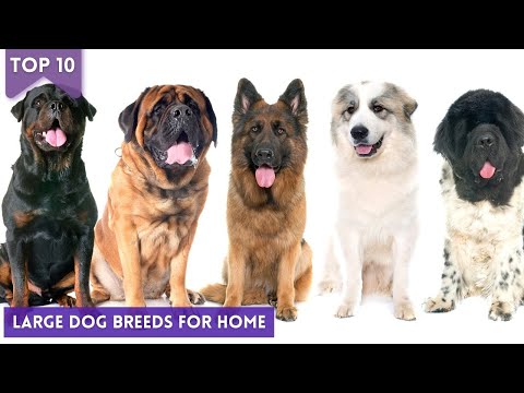 Top 10 Large Dog Breeds For Home : Large Dog Breeds