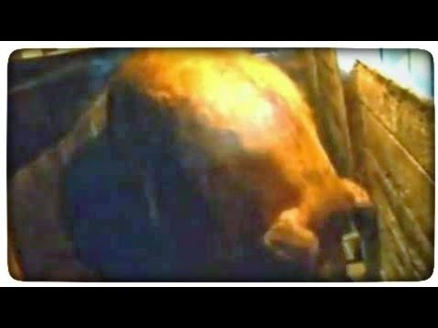 Гигантская свинья - Big Pig