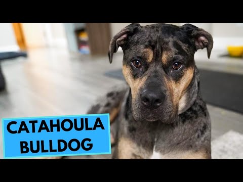 Catahoula Bulldog - TOP 10 Interesteing Facts