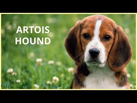 Artois Hound, Pets | Dog Breeds | Dog Profiles