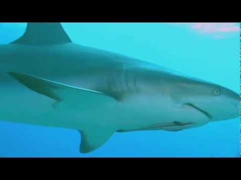 Тайны планеты Земля. Акулы : Властелины подводного мира