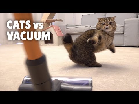 Cats vs Vacuum | Kittisaurus