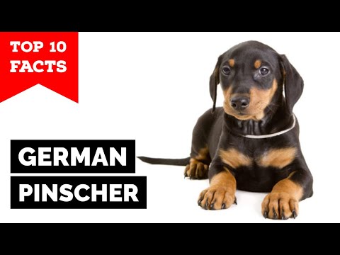German Pinscher - Top 10 Facts