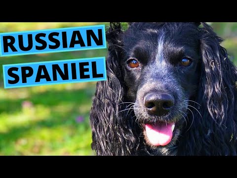 Russian Spaniel Dog Breed - Facts and Information