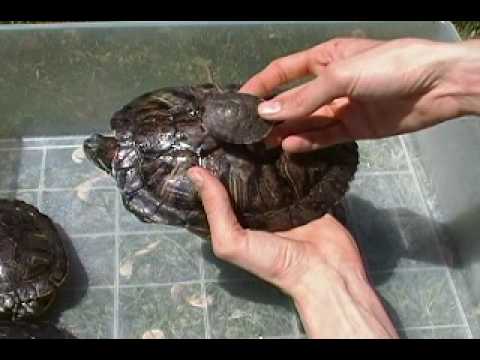 How Big Red Eared Sliders Actually Get