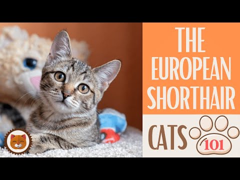 🐱 Cats 101 🐱 EUROPEAN SHORTHAIR CAT - Top Cat Facts about the EUROPEAN S