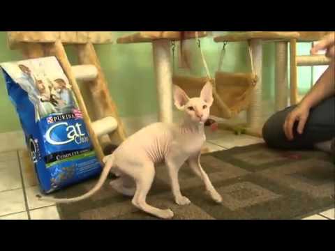 Cats 101 Animal Planet - Peterbald ** High Quality **