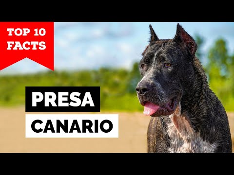 Presa Canario - Top 10 Facts