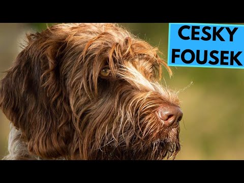 Cesky Fousek - TOP 10 Interesting Facts - Bohemian Wirehaired Pointing Griffon