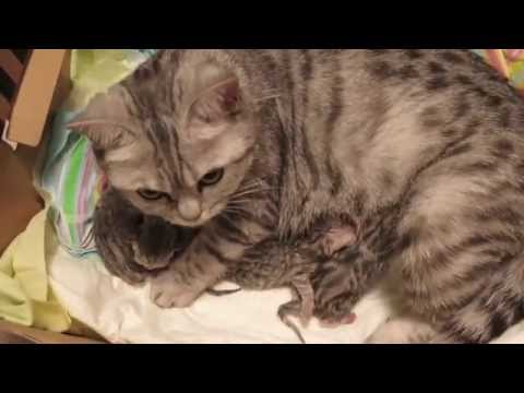 Новорожденные котята 1 день - скоттиш страйт scottish stright