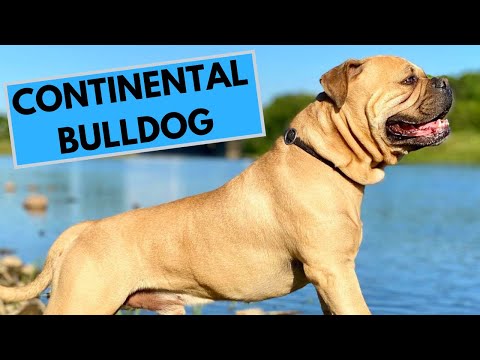 Continental Bulldog Dog Breed - Facts and Information